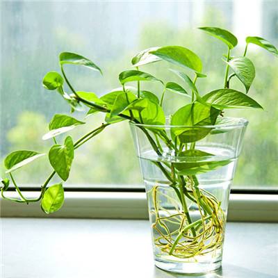 黑樱手游app下载